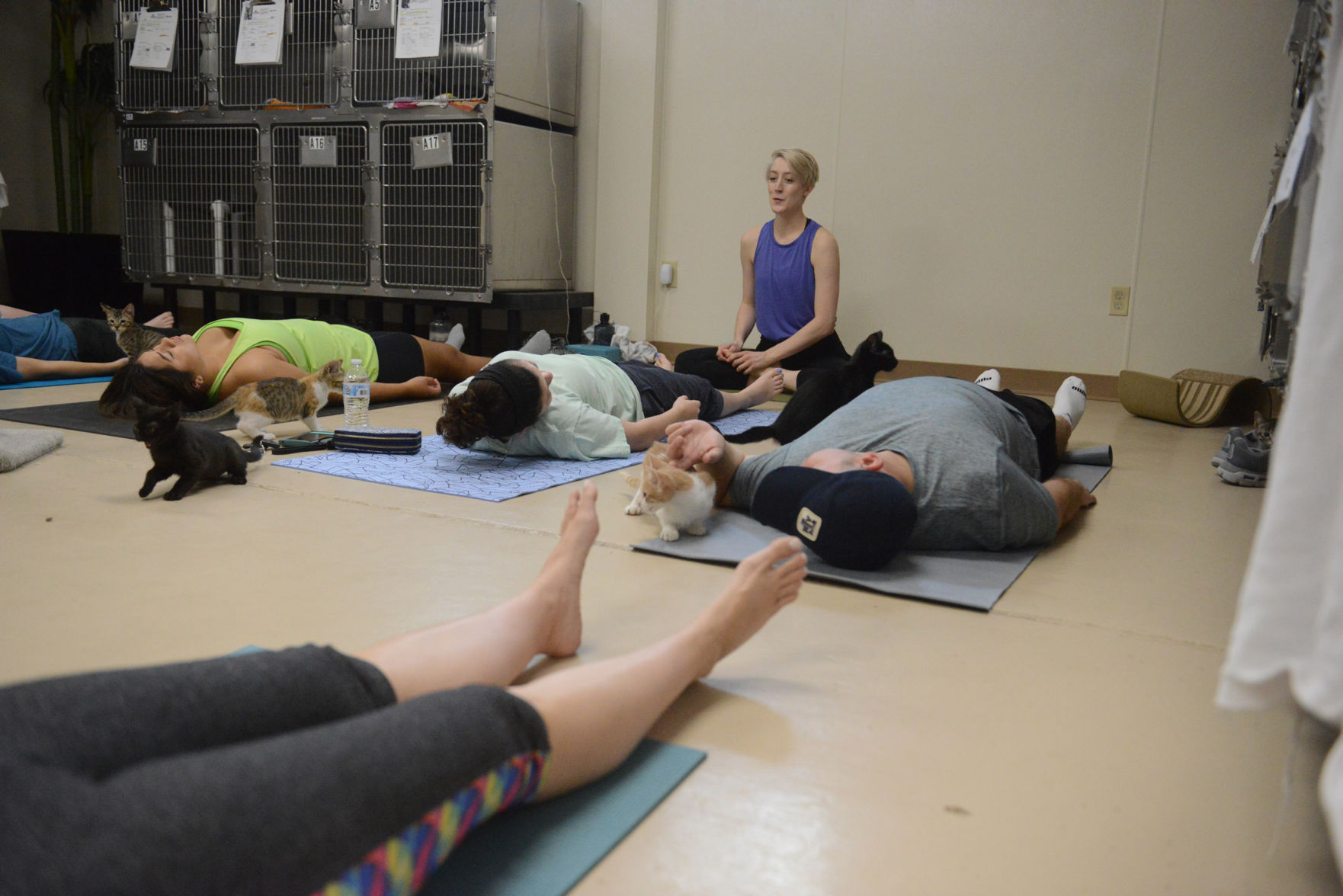 Cat Yoga at Aggieland Humane Society